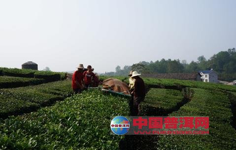 普洱茶