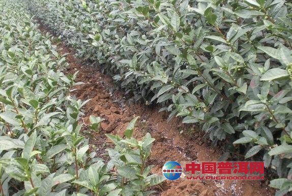 普洱茶