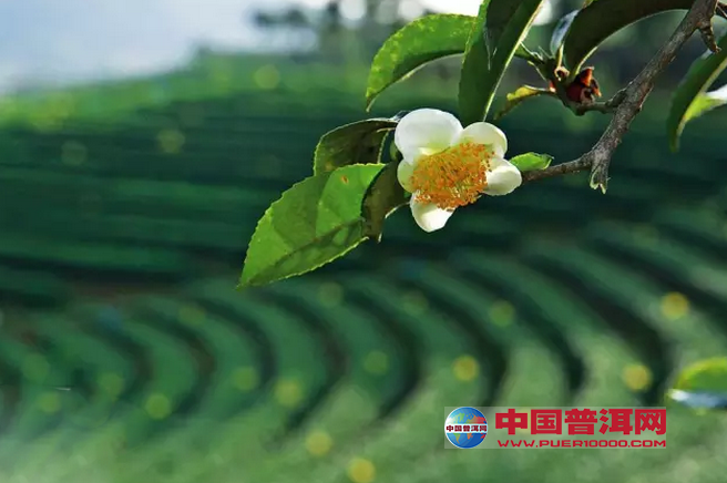 <u><a href='http://www.puer10000.com/puerzhishi/32854.html' target='_blank'>ն<u><a href='http://www.puer10000.com/puerzhishi/100997.html' target='_blank'></a></u></a></u>