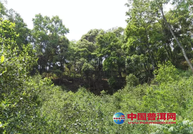 普洱茶