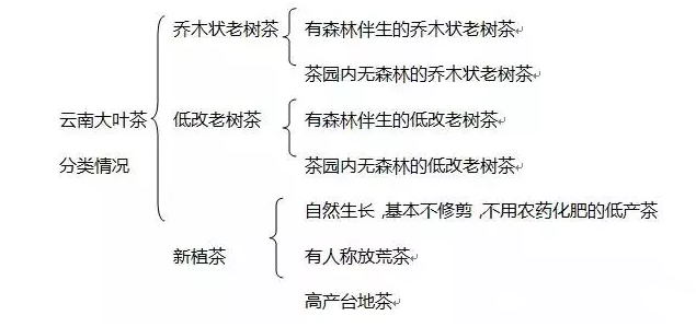 普洱茶