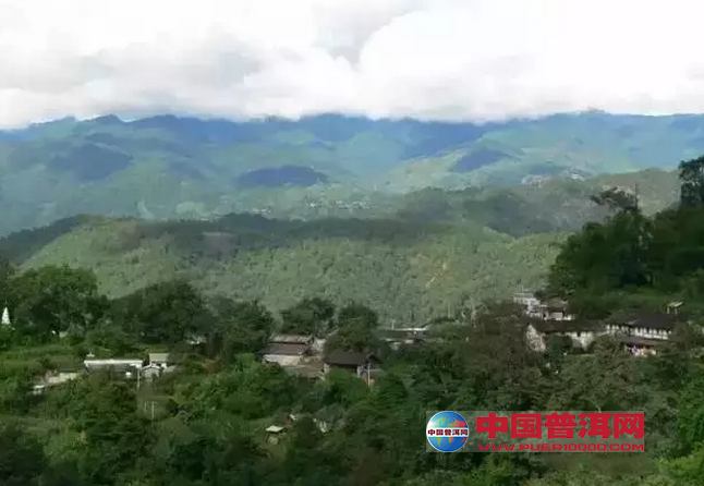 普洱茶