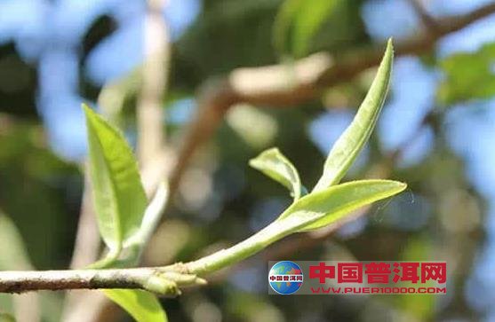 普洱茶
