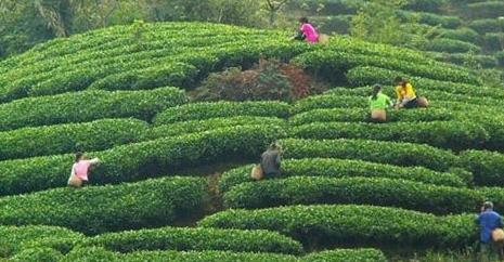 普洱茶