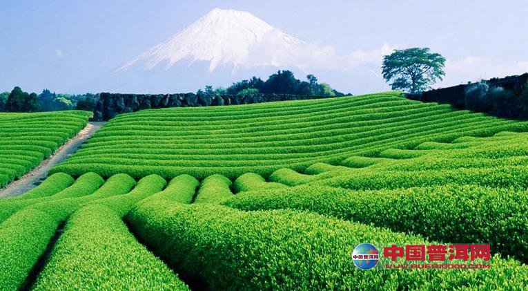 普洱茶