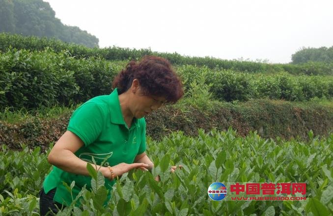 普洱茶