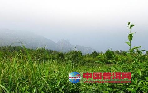 普洱茶