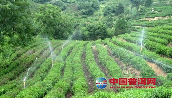 普洱茶