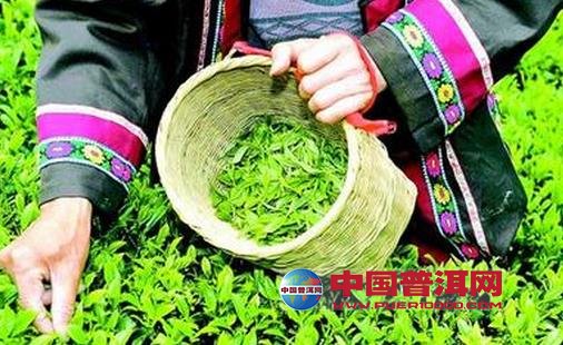<u><a href='http://www.puer10000.com/puerzhishi/32854.html' target='_blank'>普洱<u><a href='http://www.puer10000.com/puerzhishi/100997.html' target='_blank'>茶</a></u></a></u>