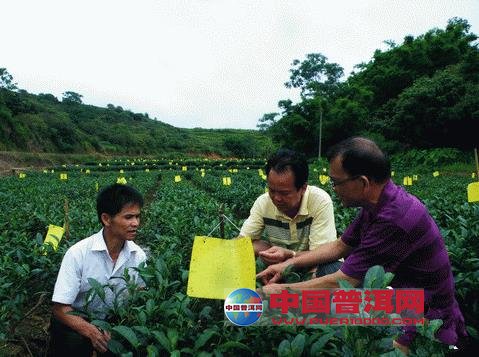 普洱茶