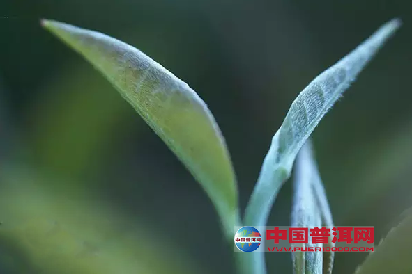 普洱茶