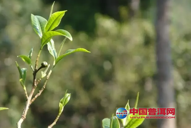 <u><a href='http://www.puer10000.com/puerzhishi/32854.html' target='_blank'>普洱<u><a href='http://www.puer10000.com/puerzhishi/100997.html' target='_blank'>茶</a></u></a></u>