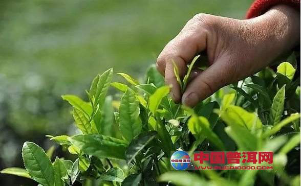 普洱茶