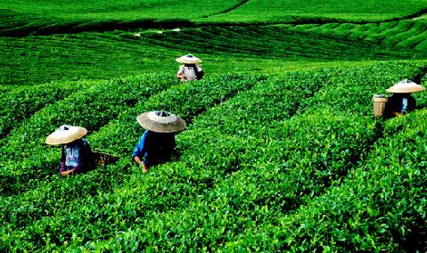 普洱茶