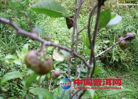 普洱茶