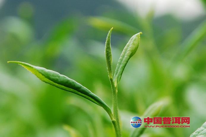 普洱茶
