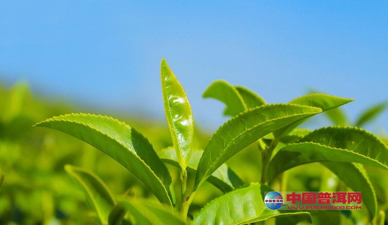 普洱茶