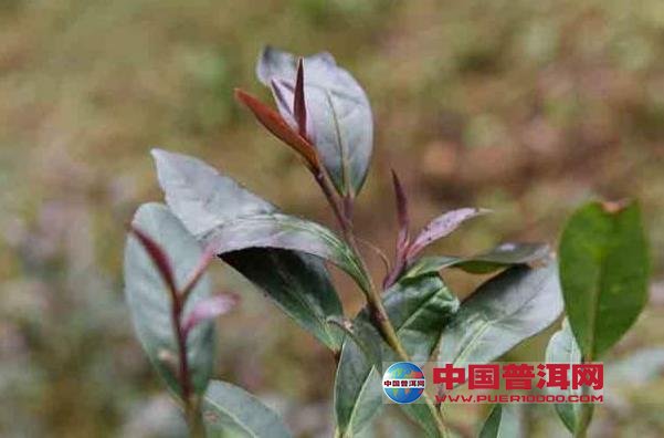 普洱茶