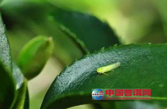 普洱茶