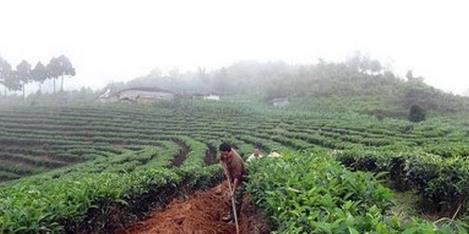 普洱茶