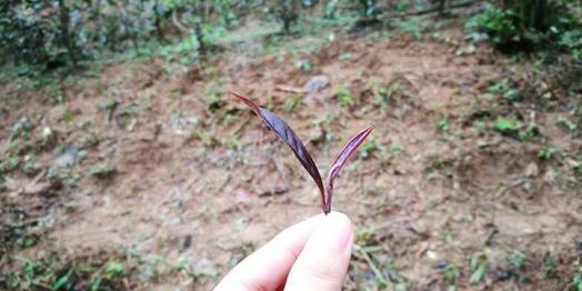 普洱茶
