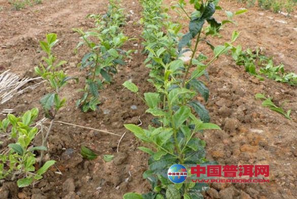 普洱茶