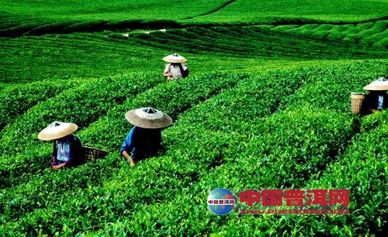 普洱茶