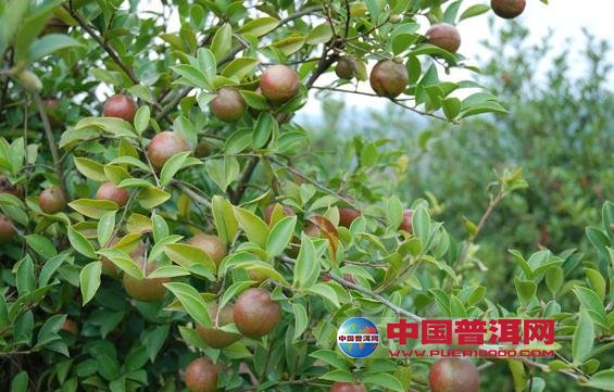 普洱茶