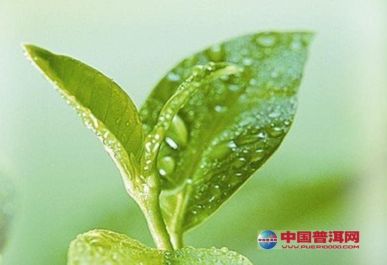 普洱茶
