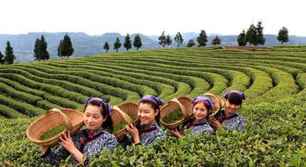 普洱茶