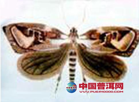 普洱茶