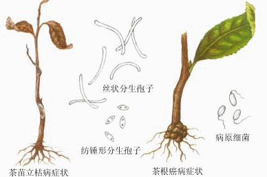 普洱茶
