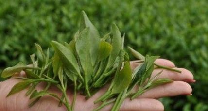 普洱茶