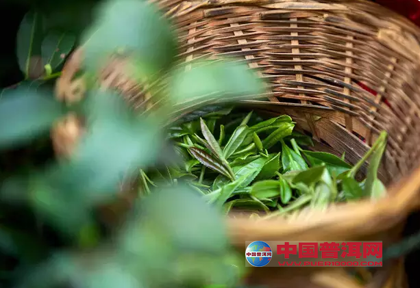 <u><a href='http://www.puer10000.com/puerzhishi/32854.html' target='_blank'>普洱<u><a href='http://www.puer10000.com/puerzhishi/100997.html' target='_blank'>茶</a></u></a></u>