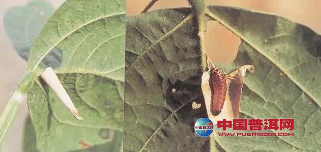 普洱茶
