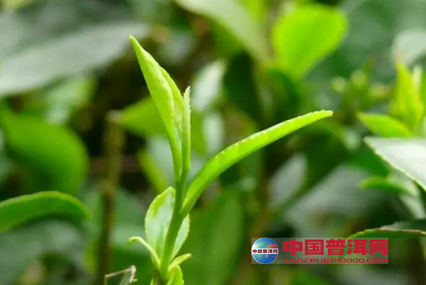 <u><a href='http://www.puer10000.com/puerzhishi/32854.html' target='_blank'>ն<u><a href='http://www.puer10000.com/puerzhishi/100997.html' target='_blank'></a></u></a></u>