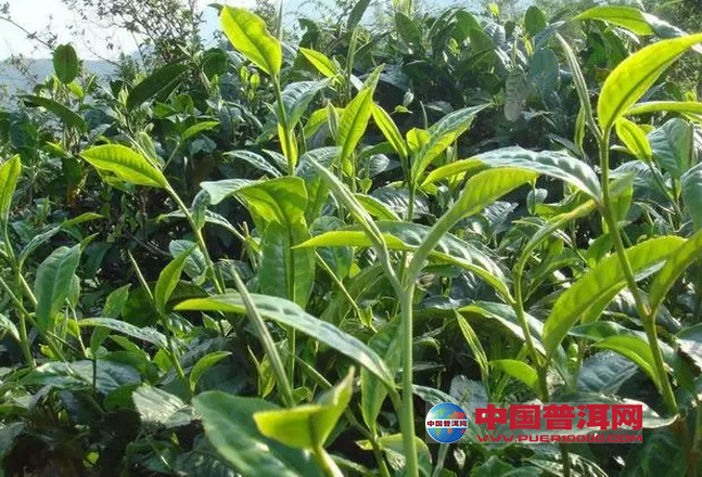 <u><a href='http://www.puer10000.com/puerzhishi/32854.html' target='_blank'>普洱<u><a href='http://www.puer10000.com/puerzhishi/100997.html' target='_blank'>茶</a></u></a></u>