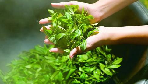 普洱茶
