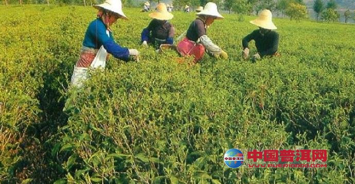 普洱茶