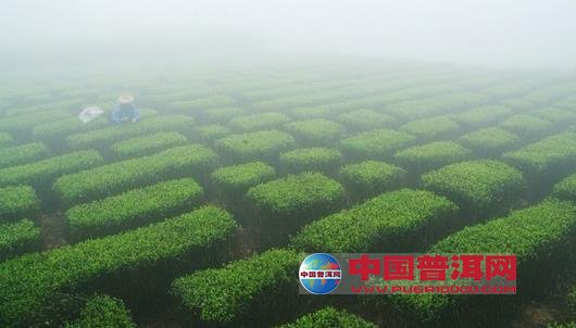 <u><a href='http://www.puer10000.com/puerzhishi/32854.html' target='_blank'>普洱<u><a href='http://www.puer10000.com/puerzhishi/100997.html' target='_blank'>茶</a></u></a></u>