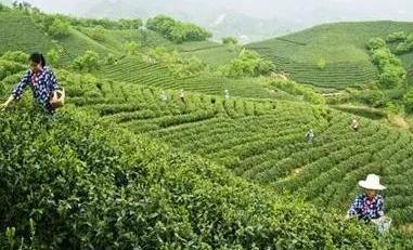 <u><a href='http://www.puer10000.com/puerzhishi/32854.html' target='_blank'>普洱<u><a href='http://www.puer10000.com/puerzhishi/100997.html' target='_blank'>茶</a></u></a></u>