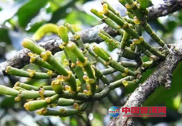 普洱茶