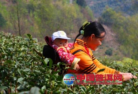 普洱茶