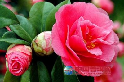 軨ķֳ
