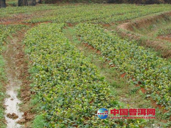 普洱茶