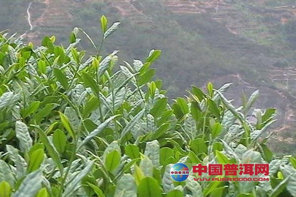 普洱茶