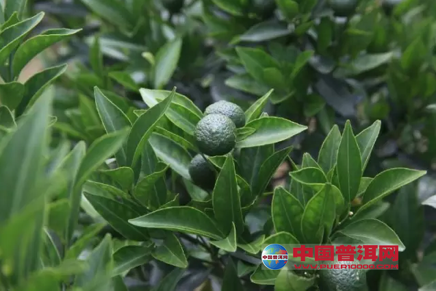 <u><a href='http://www.puer10000.com/puerzhishi/32854.html' target='_blank'>普洱<u><a href='http://www.puer10000.com/puerzhishi/100997.html' target='_blank'>茶</a></u></a></u>