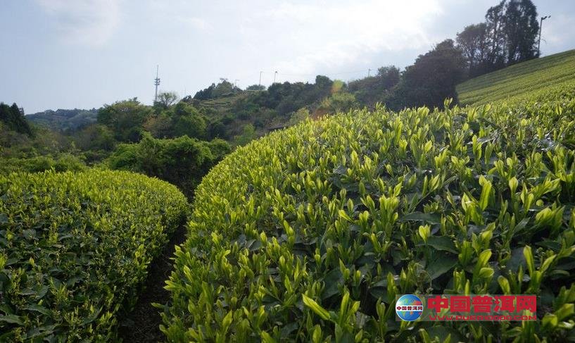普洱茶