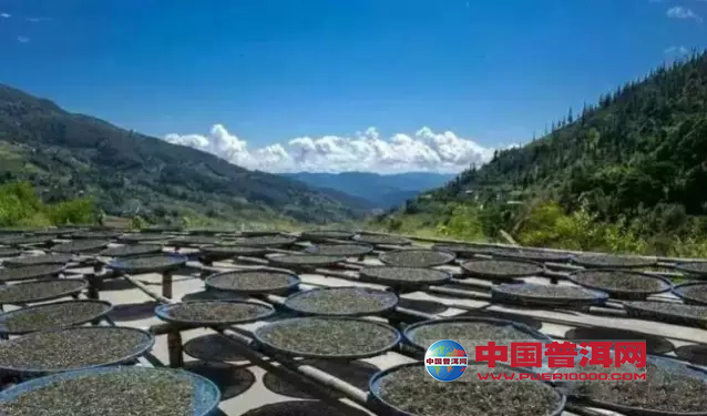普洱茶