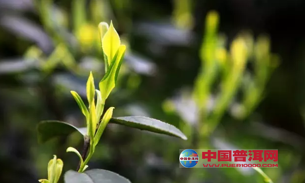 <u><a href='http://www.puer10000.com/puerzhishi/32854.html' target='_blank'>普洱<u><a href='http://www.puer10000.com/puerzhishi/100997.html' target='_blank'>茶</a></u></a></u>